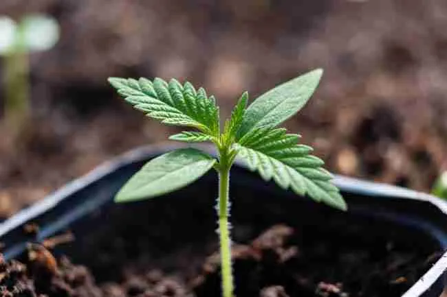 Tiny healthy cannabis seedling just sprouting from dark soil in small pot with bright green cotyledons, fresh and vibrant, soft natural light, professional cannabis growing photography