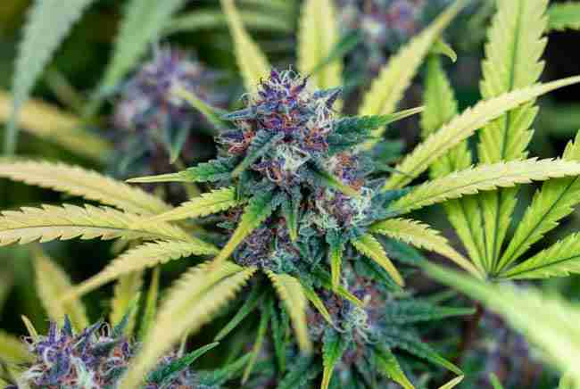 Vibrant cannabis buds representing health benefits and wellness from flavonoids