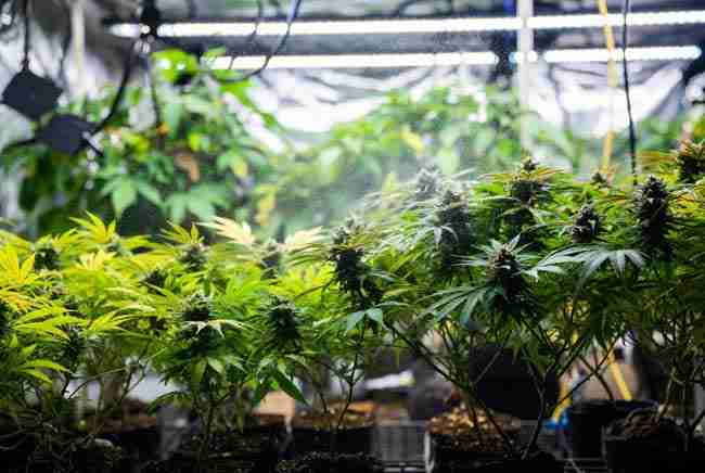 Integrating chitosan into overall cannabis growing routine for maximum results and plant health