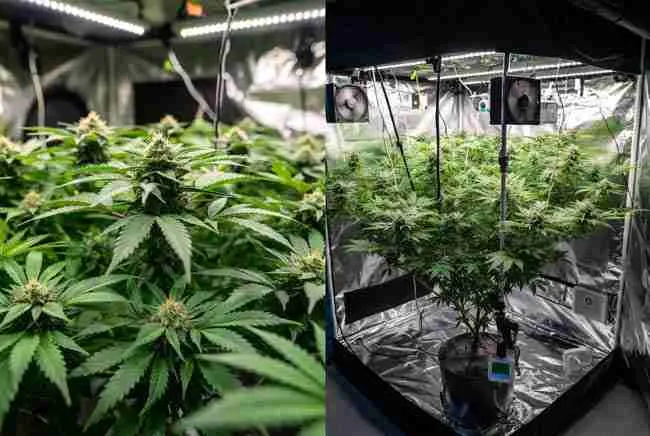 Side-by-side comparison of cannabis plants grown with proper VPD versus average conditions showing pros and cons of VPD mastery