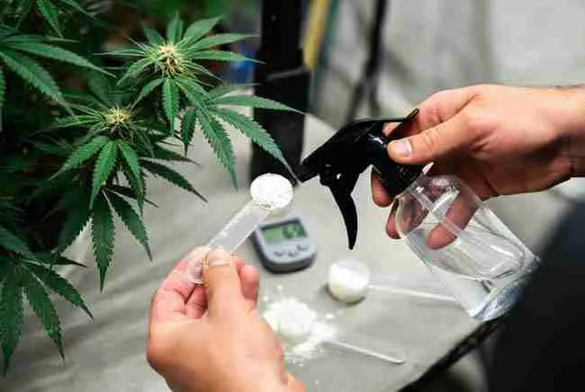 Precise mixing ratios and schedules for chitosan foliar spray and root drench on cannabis