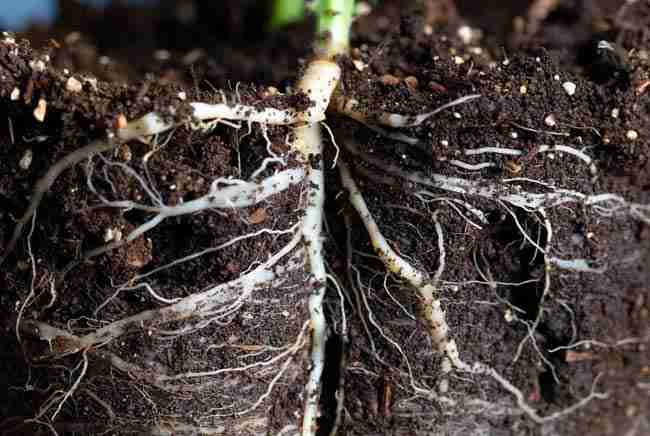Close-up of cannabis roots and mycelium in superior living soil with indigenous microorganisms for KNF cannabis