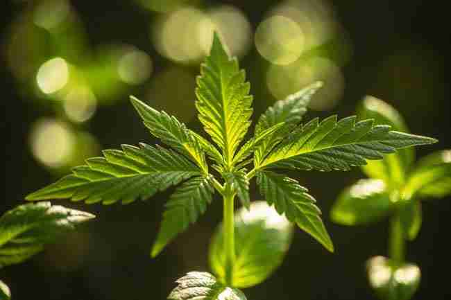 Close-up of healthy cannabis seedling leaves glowing brightly under strong even full-spectrum light, vibrant green with beautiful highlights, sharp professional photography
