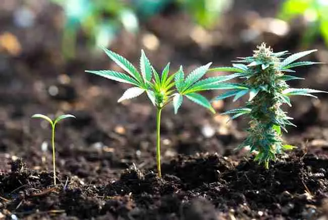 Cannabis plants at seedling, vegetative, and flowering stages for KNF feeding calendar