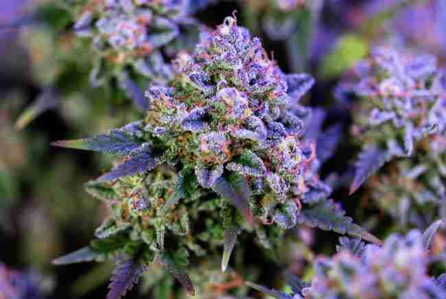 Modern indoor cannabis grow setup with multiple Girl Scout Cookies plants under full-spectrum LEDs and strong airflow