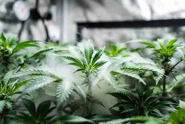 Close-up of healthy cannabis leaf stomata releasing water vapor to illustrate vapor pressure deficit VPD cannabis concept in a grow tent