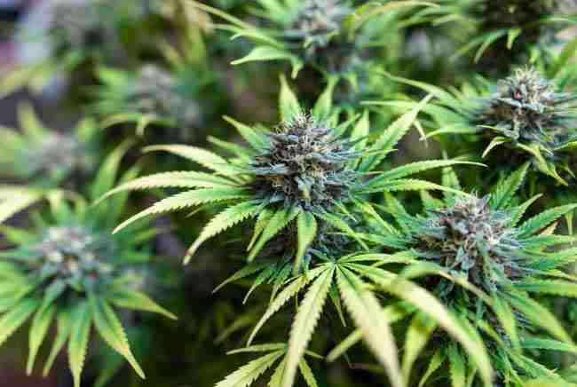 Green Avenger Seeds cannabis varieties that respond best to chitosan treatments
