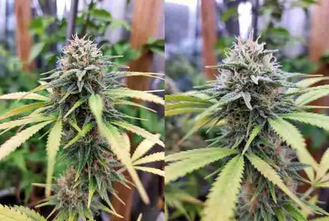 Before and after results of chitosan on cannabis pest resistance, trichome density and plant vigor