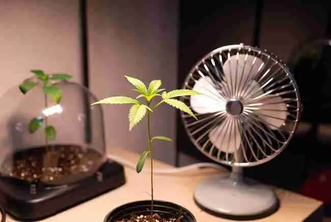Cannabis seedling grow setup with small fan for airflow and humidity dome, organized indoor environment, healthy plants, professional cannabis cultivation photography