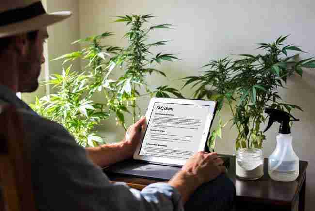 Frequently asked questions about chitosan for cannabis natural biostimulant and plant immunity
