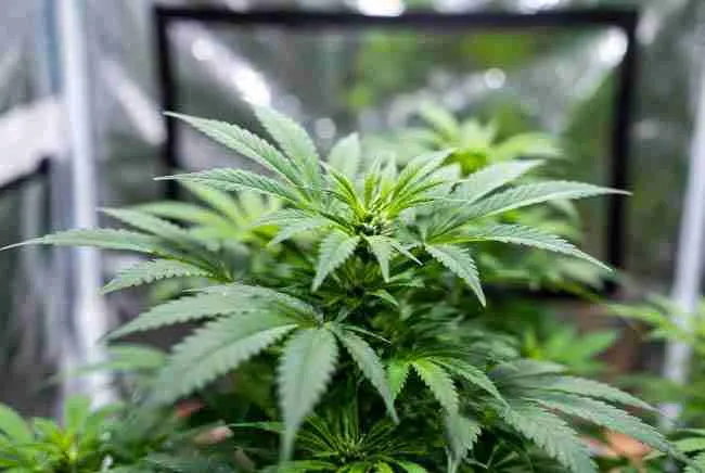 Chitosan for cannabis natural biostimulant boosting plant health and immunity in a lush grow setup