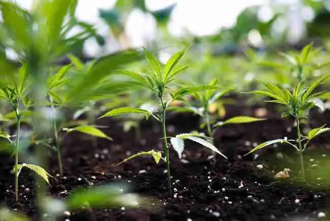 Lush cannabis plants thriving in rich living soil under natural sunlight for Korean Natural Farming KNF overview