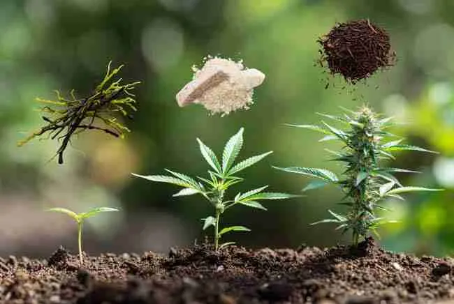 Timeline of healthy cannabis plants at different growth stages from seedling through flowering, representing full veganic feeding schedule