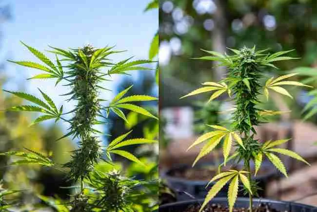 Split view of healthy thriving veganic cannabis plant next to plant showing common nutrient problems like yellow leaves for educational contrast