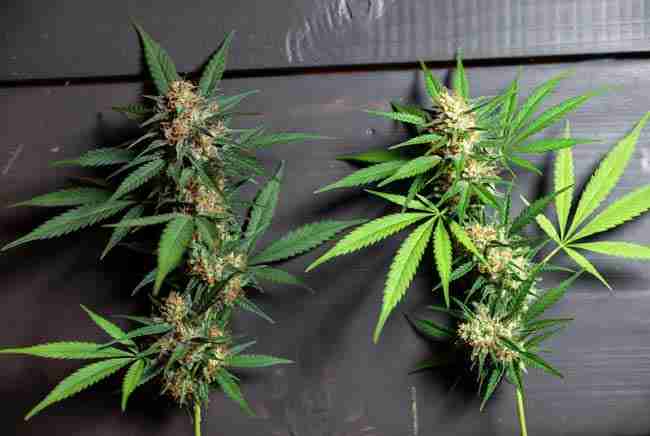 Drying and curing Girl Scout Cookies buds hanging in dark room with hygrometer showing ideal 60/60 conditions