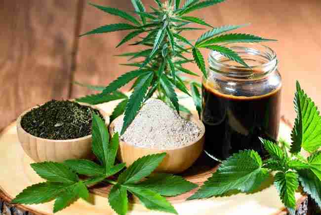 Close-up of veganic nutrients ingredients for cannabis including kelp meal, alfalfa meal, molasses, and fresh plant leaves on wooden surface with healthy green plant in background