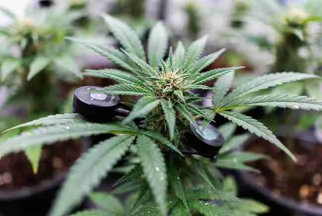 Close-up view of a healthy cannabis plant with multiple IoT sensors attached including temperature, humidity, soil moisture, and EC probes in a professional cultivation setting