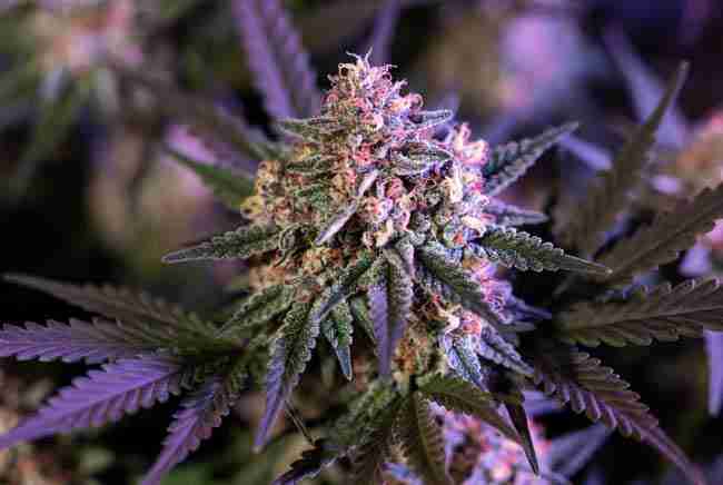 Close-up of OG Kush and Durban Poison cannabis plants side by side showing resin and leaf differences