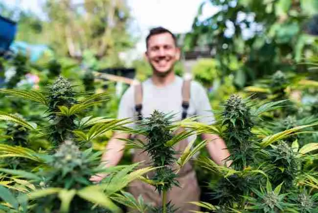 Successful cannabis grower with large healthy plants showing improved terpenes and disease resistance in KNF