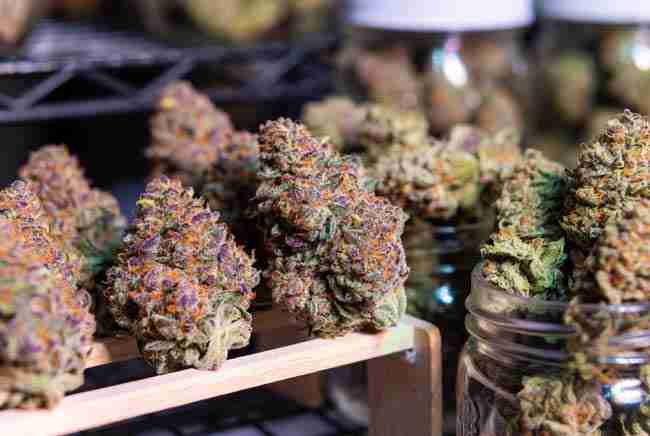 Freshly harvested dense purple Granddaddy Purple cannabis buds resting on a drying rack and in curing jars, showcasing the beautiful frosty flowers and the satisfying end result of successful Granddaddy Purple Growing