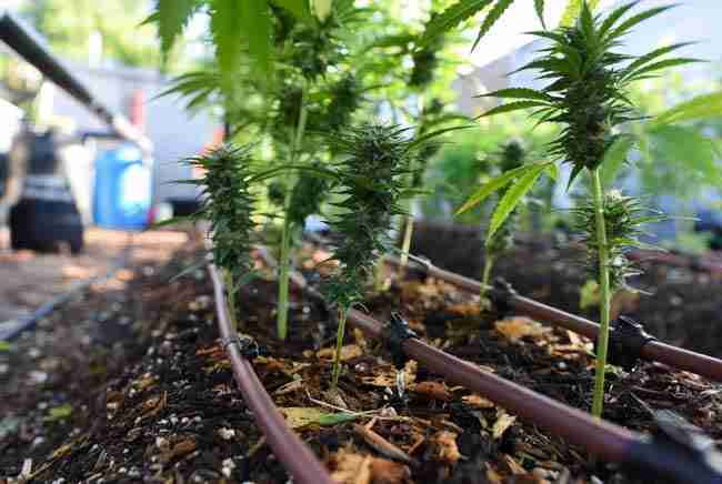 Lush thriving cannabis plants in living soil with mulch and drip irrigation lines, showing successful integration of greywater recycling for strong growth and sustainable yields.