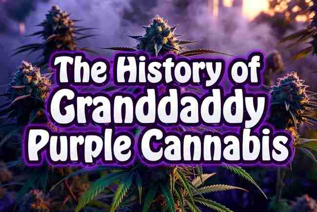 Main image for the history of Granddaddy Purple with cannabis strain image and bubble text
