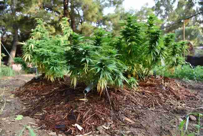 Outdoor cannabis garden with plants thriving in thick mulch basins receiving greywater irrigation through pipes and diverters, demonstrating sustainable subsurface watering in a backyard setting.