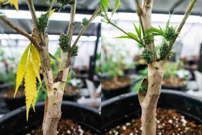 Side-by-side comparison of failed vs successful cannabis graft on the same plant showing wilting yellow leaves and poor union on the left versus healthy green growth and strong new shoots on the right in a grow room