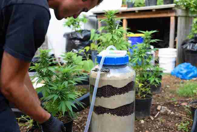 Home grower in gloves carefully maintaining and inspecting a DIY greywater filtration barrel with layered sand and biochar for cannabis irrigation, healthy plants visible in the garden background.