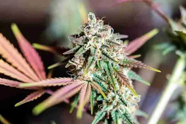 Side-angle close-up of plump Wedding Cake buds showing heavy resin, pink-lavender hues, and glistening trichomes