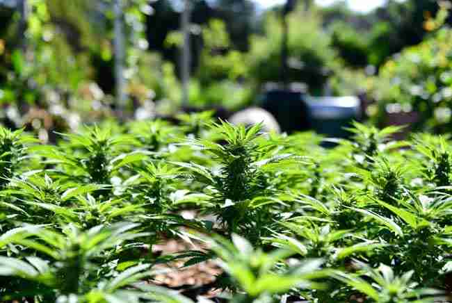 Lush thriving cannabis plants growing in a vibrant outdoor sustainable garden with mulch and subtle greywater recycling elements in the background, highlighting the benefits of eco-friendly irrigation for cannabis.