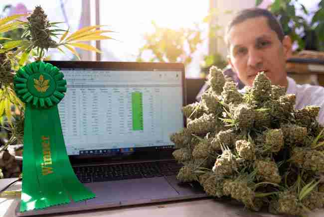 Proud home grower with large cannabis harvest, winner ribbon, and laptop showing dramatic yield improvement data from phenohunting