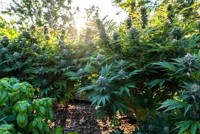Lush outdoor cannabis garden in warm sunlight with tall trained Wedding Cake plants and mulch-covered soil beds