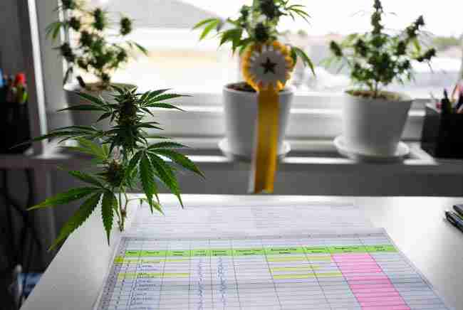 Printed cannabis phenotype ranking spreadsheet with highlighted top plants and winner ribbon on the best performing plant