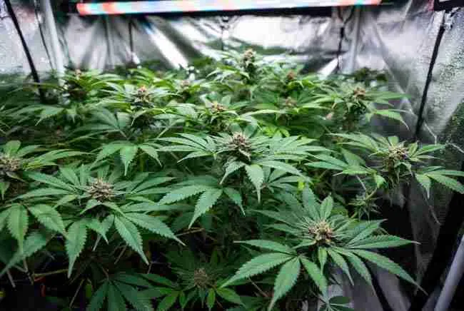 Indoor grow tent image (for growing guide section): "Healthy thriving Granddaddy Purple cannabis plants growing indoors under lights in a grow tent, showing vibrant green foliage and early bud development