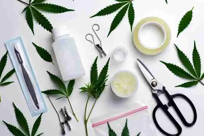 Essential sterile tools and materials laid out for home cannabis grafting success including sharp scalpel, 70% isopropyl alcohol, grafting tape, humidity dome, cloning gel, and healthy cannabis stem cuttings on clean white background with fresh green leaves