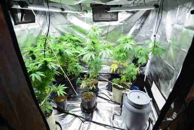 Organized indoor cannabis grow tent with healthy plants in pots, drip irrigation connected to a compact greywater recycling and filtration container system, practical sustainable home growing environment.