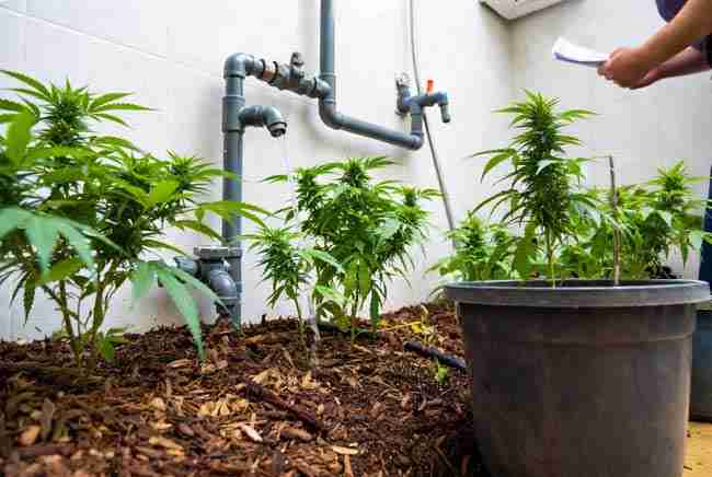 Healthy cannabis plants in mulched pots receiving water from a safe greywater diverter system, with garden elements highlighting legal and safety best practices for sustainable irrigation.