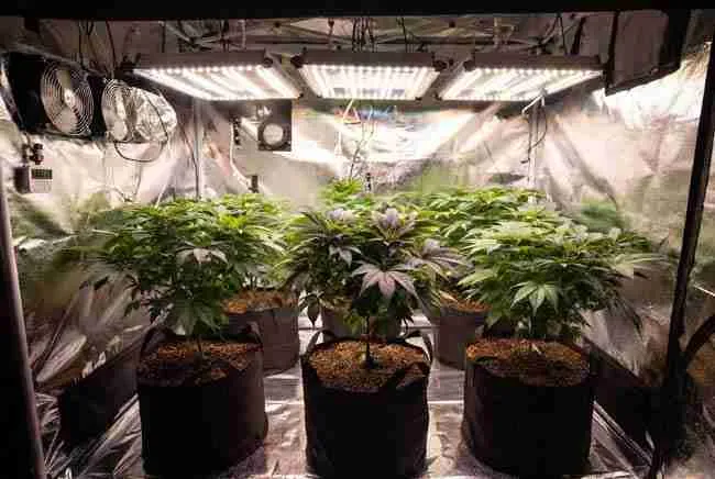 Cozy indoor cannabis grow tent with bright LED lights, fabric pots, and healthy bushy Wedding Cake plants in a well-organized vegetative-to-early-flower setup