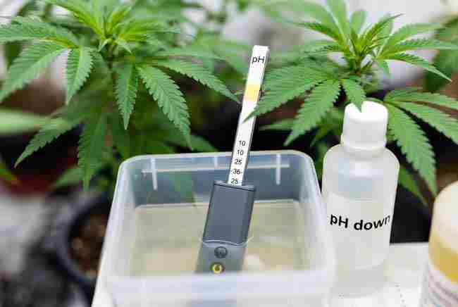 Healthy cannabis plants in mulched pots receiving water from a safe greywater diverter system, with garden elements highlighting legal and safety best practices for sustainable irrigation.