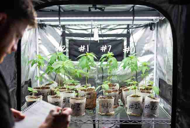 Home grower observing and taking notes on 20 labeled cannabis plants #1 to #20 growing side by side in a grow tent to explain phenohunting cannabis