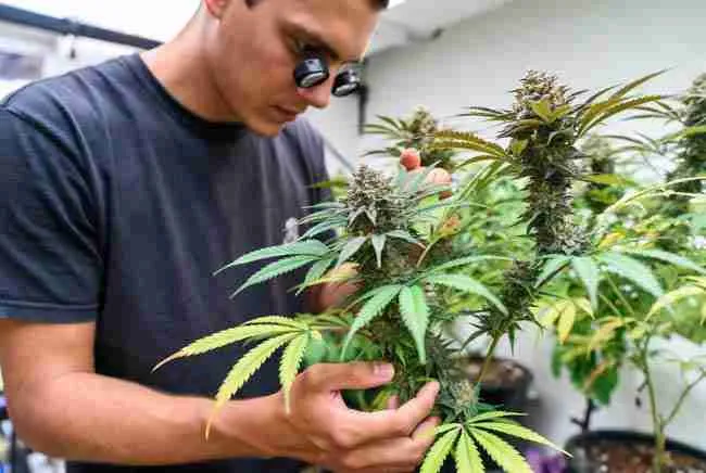 Dedicated home grower carefully examining trichomes on a healthy mature Granddaddy Purple cannabis plant in a clean indoor grow space, demonstrating the attention to detail that leads to successful harvests and helps avoid common growing mistakes
