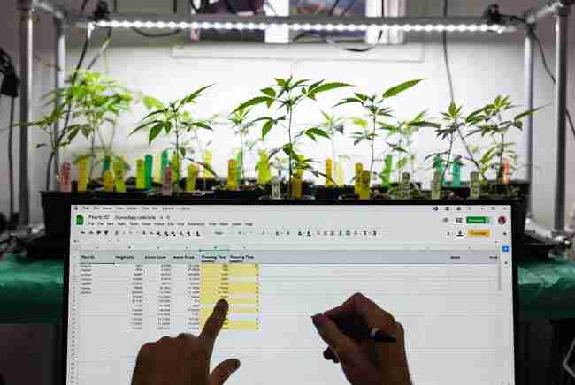 Home cannabis breeder reviewing detailed phenotype tracking spreadsheet on computer with cannabis plants growing in the background