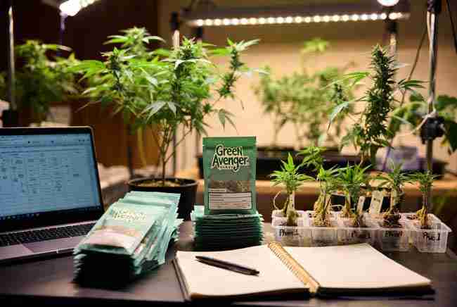 Green Avenger Seeds packs, elite pheno clones in trays, and laptop with breeding data on a professional home breeding workspace