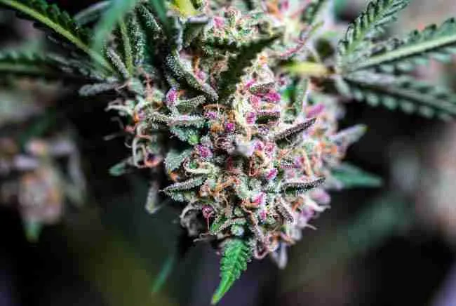 Professional macro close-up of a dense Wedding Cake cannabis cola with sparkling vanilla-frosting trichomes, pink-purple hues, and orange pistils
