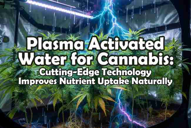 Vibrant cannabis plants energized by glowing plasma arcs and charged water droplets with article title in decorative bubble letters filled with cannabis leaf designs