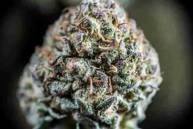 Top-down macro of a trimmed Wedding Cake bud with thick sparkling trichomes and subtle purple accents