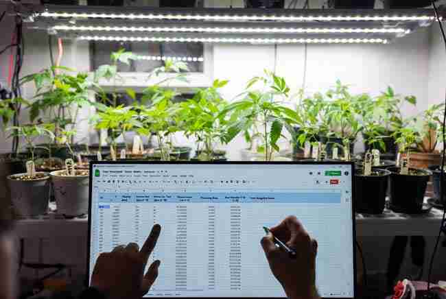 Home cannabis breeder reviewing detailed phenotype tracking spreadsheet on computer with cannabis plants growing in the background