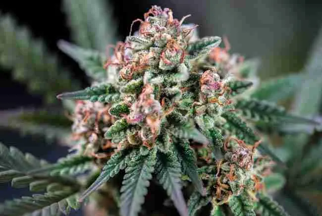 Extreme macro close-up of dense resin-covered Wedding Cake buds showing vanilla frosting sparkle, pink hues, and glistening trichomes