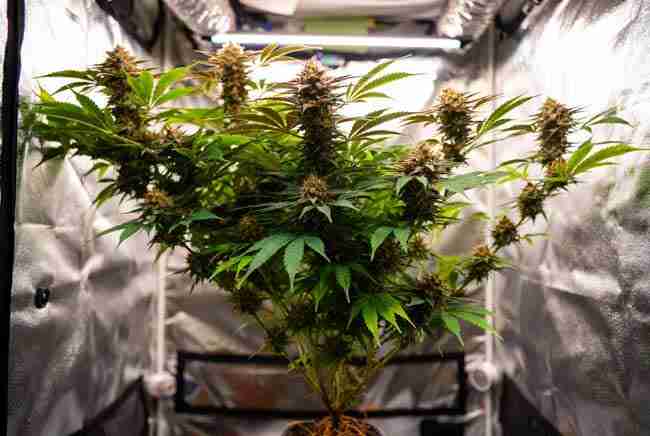 Thriving multi-strain grafted cannabis plant in full flower with one strong rootstock supporting three different cannabis tops showing varied bud structures, leaf shapes, and dense colas inside a home grow tent